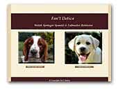 Fan't Detica Welsh Springer Spaniel & Labrador Retriever