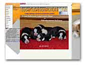 From Forever Clever Border Collies