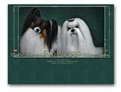 Forussi - Papillon & Maltese