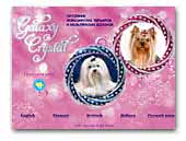 Galaxy Crystal - Yorkshire terrier & Maltese