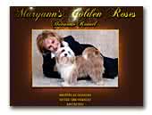 Maryanns Golden Roses Havanese Kennel
