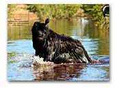 Grandbear Wow Newfoundland dog kennel