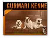 Gurmari - kennel of English Bulldogs & Spitz