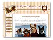 Halifax-Chihuahuas
