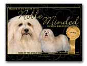 The Noble-Minded havanese kennel