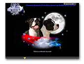 April Night - American Staffordshire Terrier