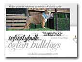 infinitybulls - English bulldog