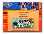 Armonia Canina - Jack Russell Terrier