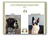 Les Jardins de Passiflore Boston Terrier - Boxer