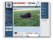 labradoodlesofnorway.com