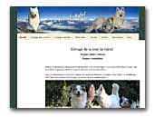 Elevage de la tour de babelberger blanc suisse et berger australien