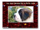 Les Saint Bernard De La Petite Caille