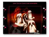 du Temple des mandarins shih tzu