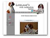Limelane's Irish red and white Setter