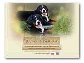 Magia Berna Bernense Mountain Dogs kennel