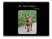 Pinscher nain du Mas d'Aigret