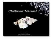 Millennium Diamond's Havanese Kennel