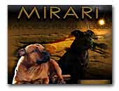 MirariStaff - Breeder of SBT