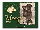 von Mraque - kennel blue variety - Great Dane