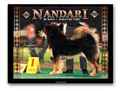 Nandari Tibetan Mastiffs