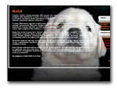 Kennel Nuga - Golden Retriever and Bernese Mountain Dog 