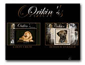 Orikin's - Border Terrier
