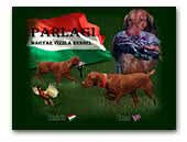 Parlagi Hungarian Short-haired vizsla Kennel