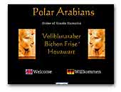 Polar Arabians Bichon Frisé