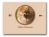 Helavis pomeranians kennel