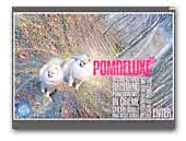 Pomdeluxe Pomeranians