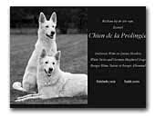 Kennel Chien de la Prolingﺃﺏe