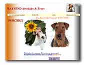 Raysend airedales & foxes