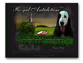 Royal Antidotum - english cocker spaniel kennel