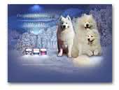 Dutch Miracle Samoyeds