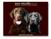 Allevamento San Nicolo Labrador and Golden Retrievers