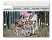 Sarah Lee's Pack Beagles