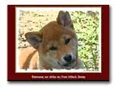 from Hillock Snowy Shiba Inu