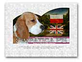 Simpatica PS kennel of Beagles and Welsh Corgi Pembroke