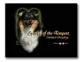 Sparks Of The Tempest Shetland sheepdogs kennel