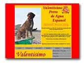 Valentisimo Perro De Agua Espanol ( Spanish Water Dog)