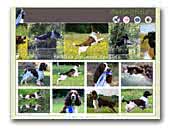 Springfield's English Springer Spaniels