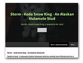 Storm - Koda Snow King an Alaskan Malamute