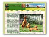 Szervusz vizsla kennel