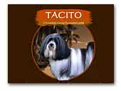 Tacito Bichon Havanese