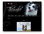 Thiwahe Border collies