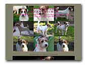 Thornwoods Dreamcatcher Jack Russell Kennel