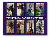 Tira Vento FCI - Dobermann Kennel