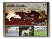 Stella Cometa Whippet kennel