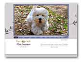 White Snowshoes West Highland White Terrier