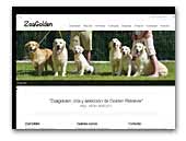 Zoagolden Golden Retriever